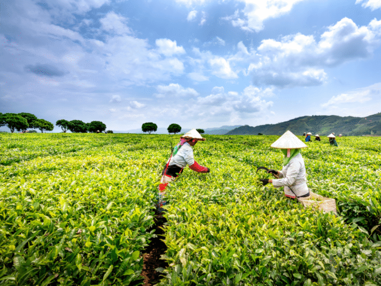 Start-up-uri care schimbă agricultura românească: Inovație și tehnologie pentru un viitor sustenabil 