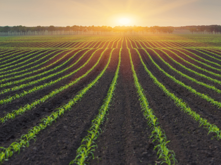 Corteva Biologicals: soluții biologice inovatoare pentru protecția culturilor și agricultură sustenabilă