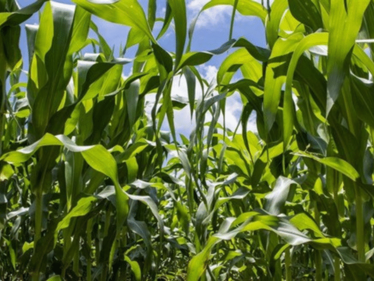 Corteva Agriscience va distribui exclusiv în Europa solubilizatorul de fosfor inovator dezvoltat de Simbiose