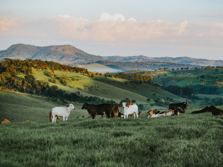 Abatorul Periș: cifră de afaceri record de peste 700 milioane RON și trecere pe profit în 2024