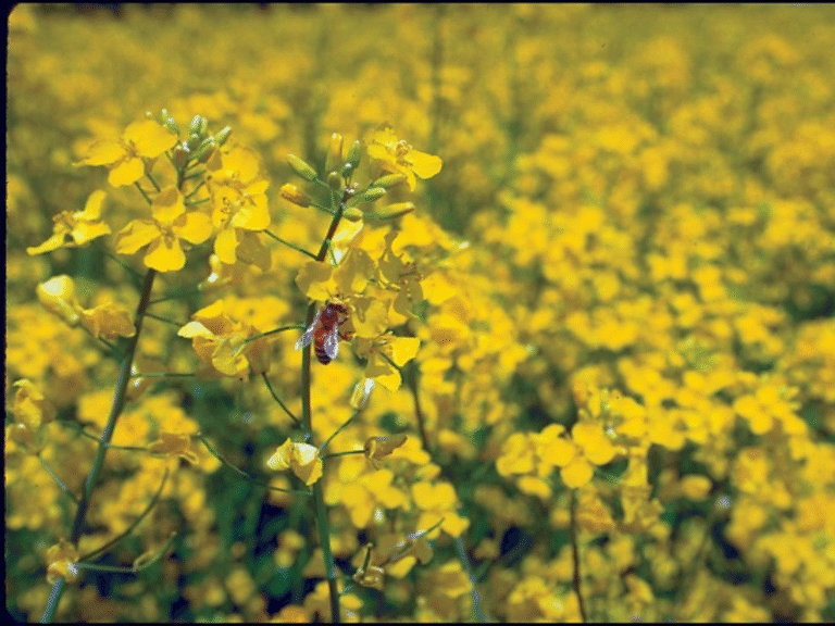 Rapița Pioneer® de la Corteva: soluție pentru protejarea biodiversității și randamente ridicate în agricultura durabilă