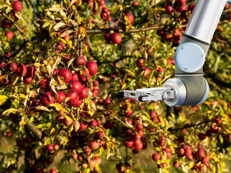 Japonia și roboții pentru recoltarea fructelor: cum arată livezile viitorului