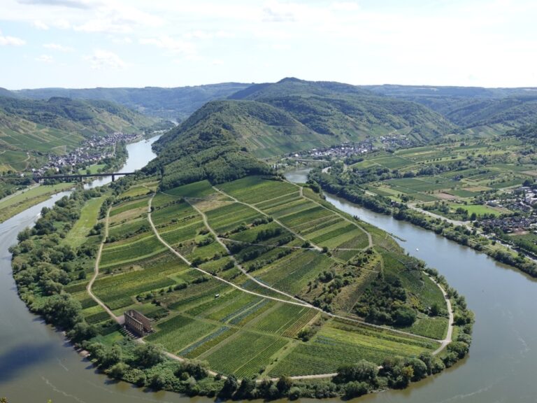 Vinurile Riesling din Germania – cum a devenit Mosel un reper global pentru vin alb